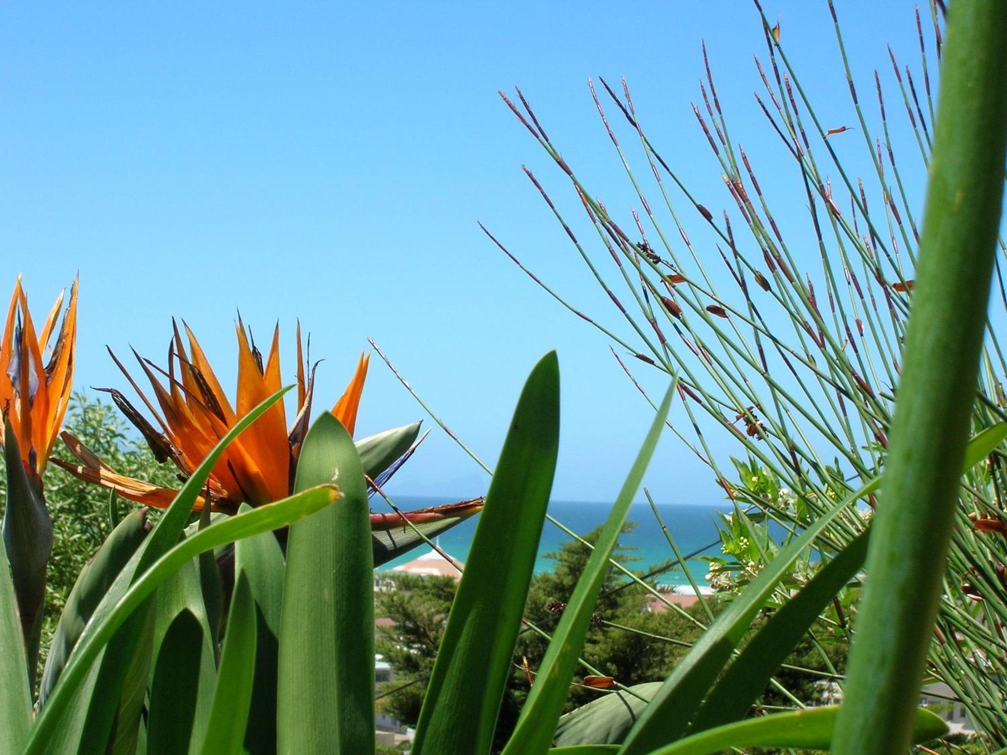 Bluebottle Guesthouse Muizenberg Exteriör bild